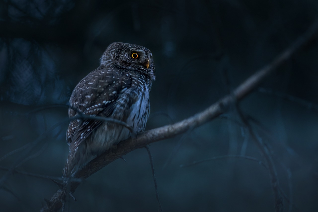 eurasian-pygmy-owl-6881984_1280