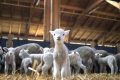 thumbnail_portrait-of-lovely-lamb-staring-at-the-front-in-cattle-barn