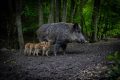 wild-boar-5219619_960_720