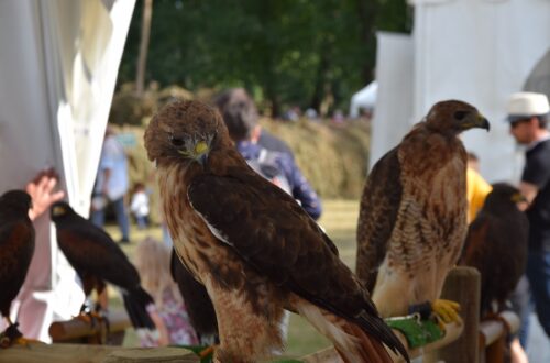 Fête de la Sange 2021 - Faucons (9). Crédit photo : R. Rouillé