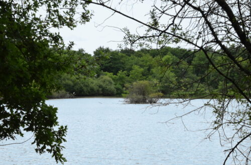 Vannes sur Cosson étang. Crédit photo : R. Rouillé