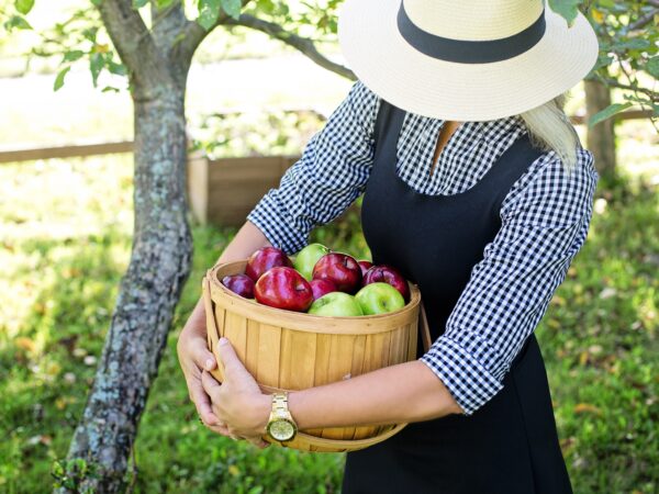 fête de la pomme. LDD. Crédit photo : PIXABAY