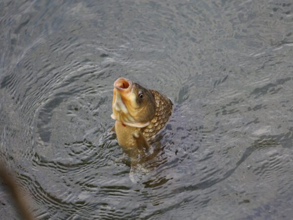carp-4729249_1280. Crédit photo : PIXABAY