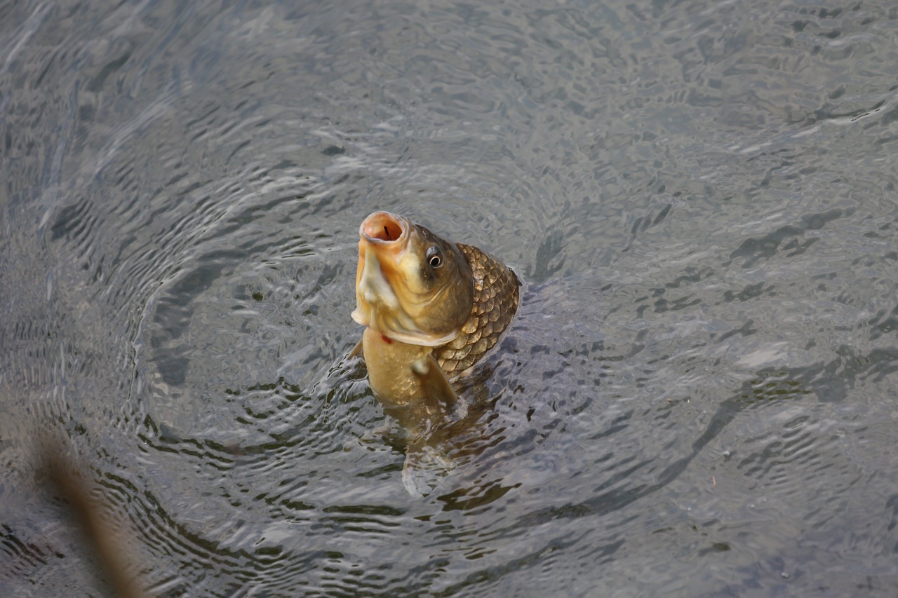 carp-4729249_1280. Crédit photo : PIXABAY
