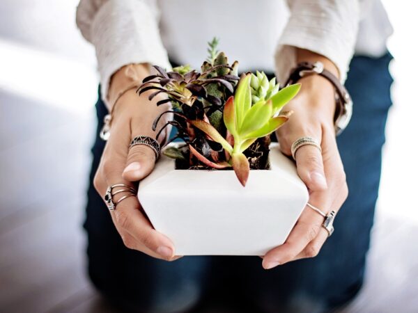 Plante. Crédit photo : PIXABAY