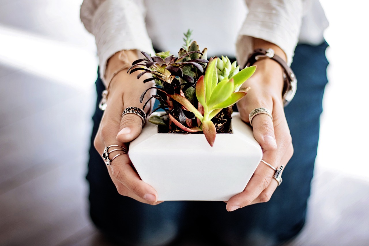 Plante. Crédit photo : PIXABAY
