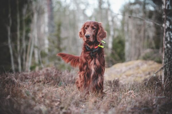 Chien - Image libre de droit PEXEL - Idée de sejour