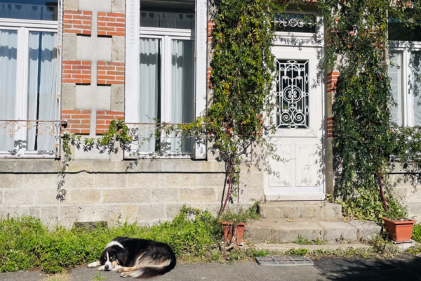 Petite cité de caractère - St Ben - chien