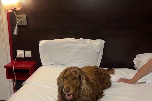 Chien Sully sur Loire