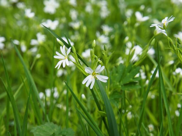 ralf1403-flower-meadow-7955256. Crédit photo : Pixabay