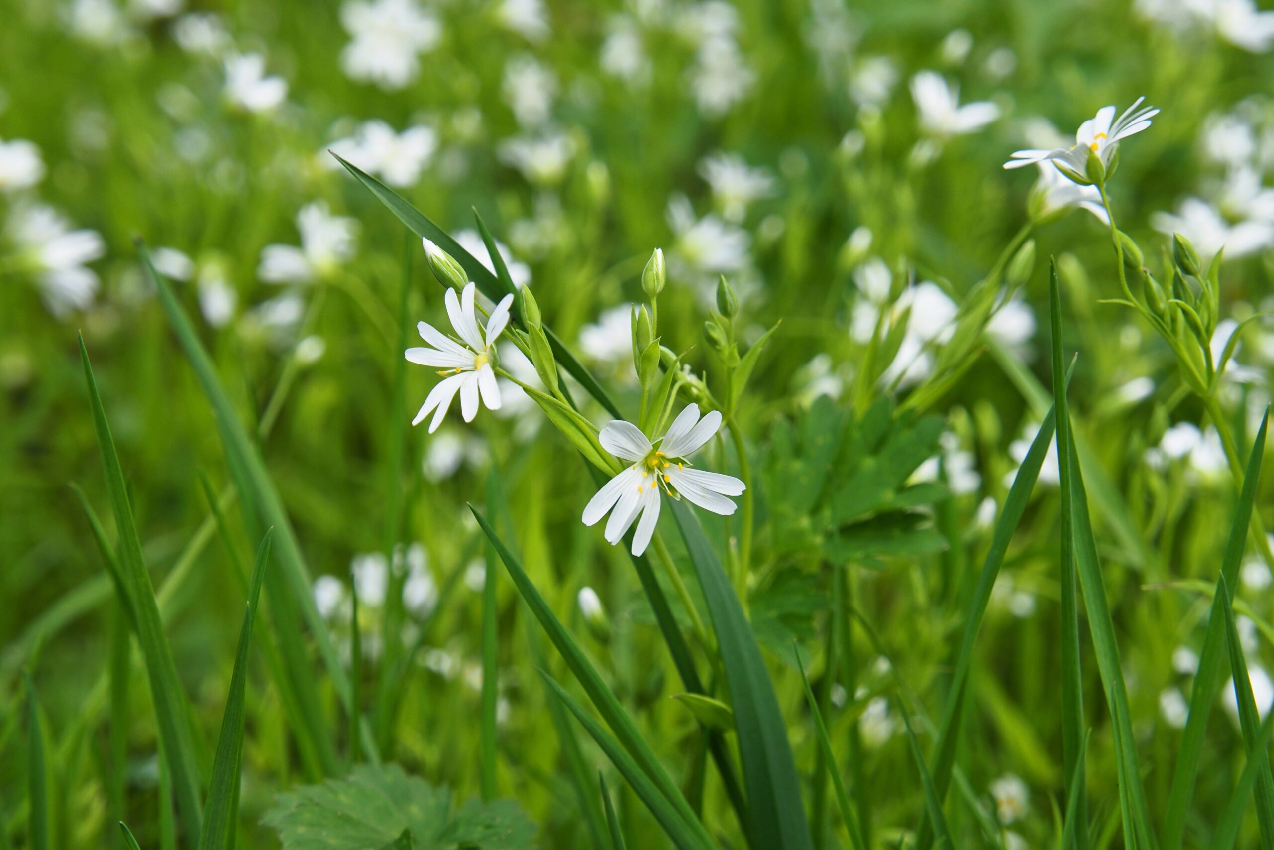 ralf1403-flower-meadow-7955256. Crédit photo : Pixabay
