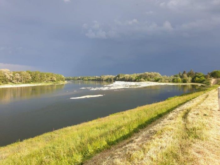 Loire  – Renoncules d’eau
