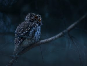 eurasian-pygmy-owl-6881984_960_720