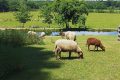 patrimoine-menestreau-en-vilette-domaine-du-ciran-moutons-2