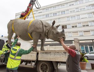 rhino-transport